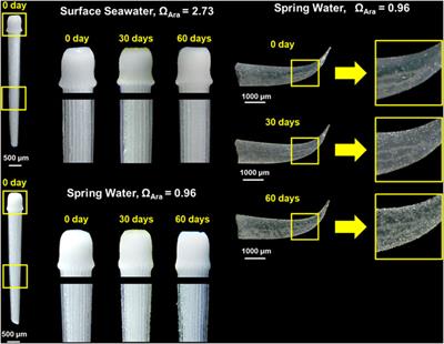 Hydrogeochemistry and Acidic Property of Submarine Groundwater Discharge Around Two Coral Islands in the Northern South China Sea